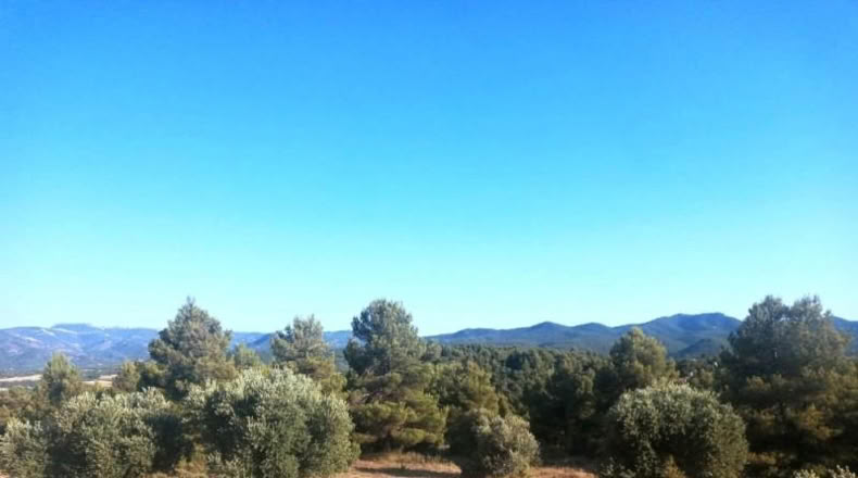 Cáceres - Belvís de Monroy - 39552m2