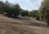 Terreny no urbanitzable en venda a la España, Benamejí, ref.: TR241731 foto