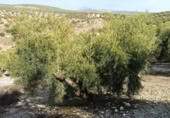 Terreny no urbanitzable en venda a la España, Benamejí, ref.: TR241731 foto