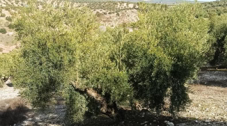 Córdoba - Benamejí - 15000m2