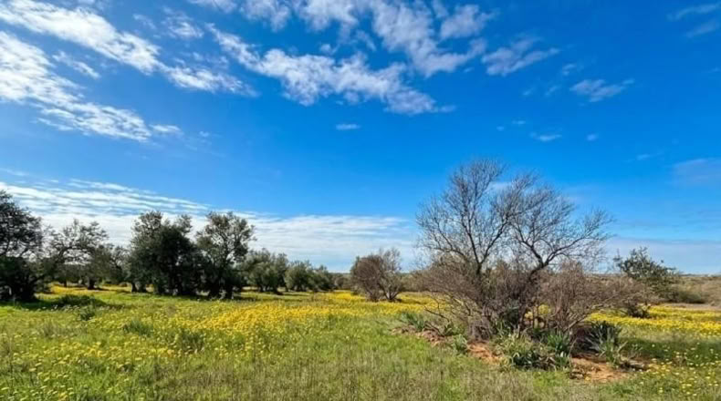 Huelva - Bollullos Par del Condado - 13188m2