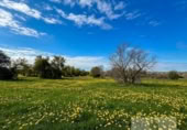 Non-developable land for sale on España, Bollullos Par del Condado, ref: TR391198 photo
