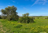 Non-developable land for sale on España, Bollullos Par del Condado, ref: TR391198 photo