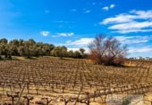 Non-developable land for sale on España, Bollullos Par del Condado, ref: TR391198 photo