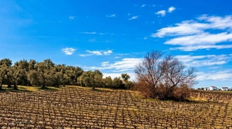 Huelva - Bollullos Par del Condado - 13188m2
