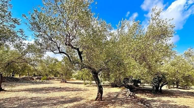 Tarragona - Mas de Barberans - 4359m2
