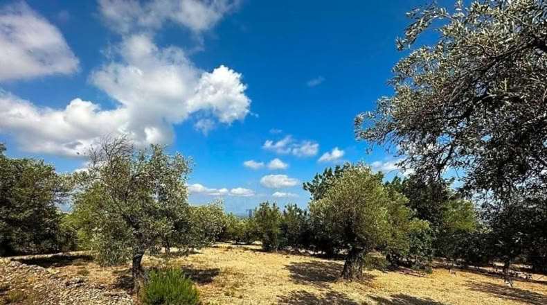Tarragona - Mas de Barberans - 4359m2