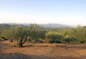 Terreny no urbanitzable en venda a la España, el Perelló, ref.: TR113635 foto