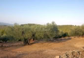 Terreny no urbanitzable en venda a la España, el Perelló, ref.: TR113635 foto