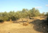 Terreny no urbanitzable en venda a la España, el Perelló, ref.: TR113635 foto