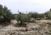 Terreny no urbanitzable en venda a la España, Calasparra, ref.: TR119439 foto