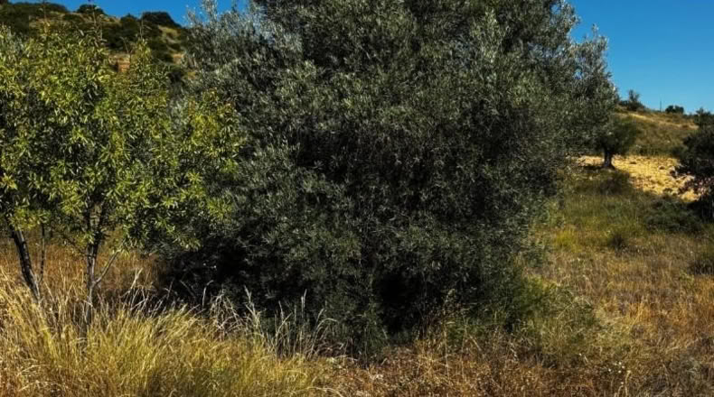 Comunidad de Madrid - Carabaña - 7848m2
