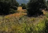 Terreny no urbanitzable en venda a la España, Carabaña, ref.: TR326732 foto