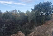 Terreno no urbanizable en venta en la España, Palomero, ref: TR361594 foto