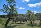 Xalet independent amb terreny en venda a la España, Calaceit, ref.: TR304450 foto