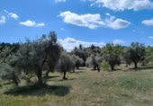 Xalet independent amb terreny en venda a la España, Calaceit, ref.: TR304450 foto