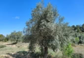 Xalet independent amb terreny en venda a la España, Calaceit, ref.: TR304450 foto