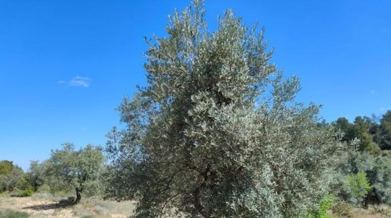 Álava - Fresneda - 19771m2