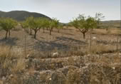 Terreny no urbanitzable en venda a la España, Oriola, ref.: TR158098 foto