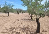 Land suitable for development for sale on España, Monóvar, ref: TR306767 photo