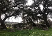 Non-developable land for sale on España, Zarza de Montánchez, ref: TR131627 photo