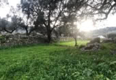 Non-developable land for sale on España, Zarza de Montánchez, ref: TR131627 photo