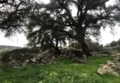 Non-developable land for sale on España, Zarza de Montánchez, ref: TR131627 photo