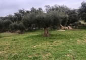 Non-developable land for sale on España, Zarza de Montánchez, ref: TR131627 photo