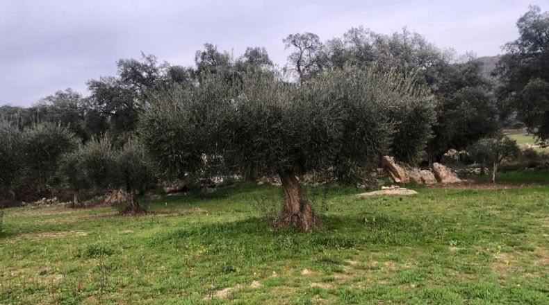 Caceres - Montánchez - 1m2