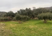 Non-developable land for sale on España, Zarza de Montánchez, ref: TR131627 photo