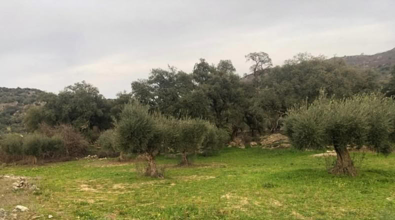 Caceres - Montánchez - 1m2