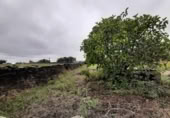 Terreny no urbanitzable en venda a la España, Botija, ref.: TR125269 foto