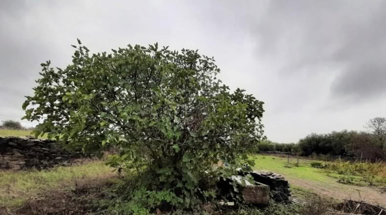 Cáceres - Botija - 1023m2