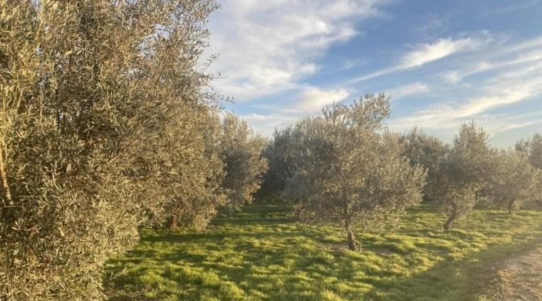 Granada - Белисена - 1585m2