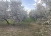 Detached villa with land for sale on España, Belicena, ref: TR294326 photo
