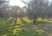 Detached villa with land for sale on España, Belicena, ref: TR294326 photo