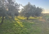 Detached villa with land for sale on España, Belicena, ref: TR294326 photo