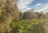 Detached villa with land for sale on España, Belicena, ref: TR294326 photo