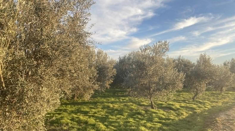 Granada - Белисена - 1585m2