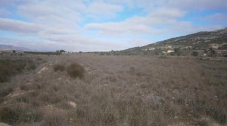 Alicante - Pinoso - 8000m2