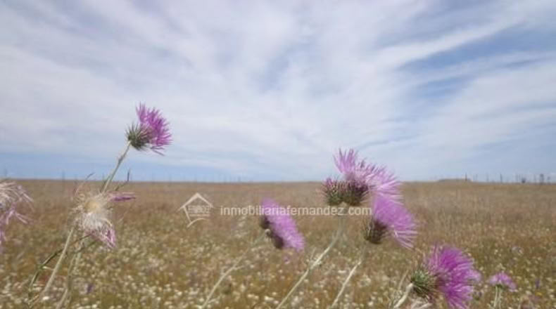 Cáceres - Sierra de Fuentes - 11300m2