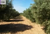 Non-developable land for sale on España, Godelleta, ref: TR114292 photo