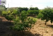 Non-developable land for sale on España, Godelleta, ref: TR114292 photo