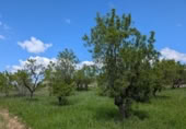 Xalet independent amb terreny en venda a la España, Montroig, ref.: TR302242 foto