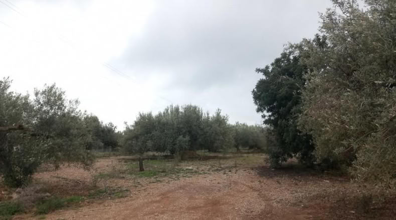 Tarragona - Alcanar - 4439m2