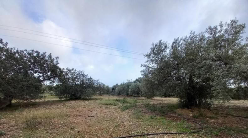 Tarragona - Alcanar - 4439m2