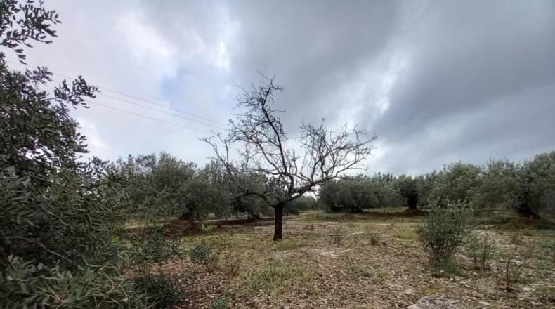 Tarragona - Alcanar - 4439m2