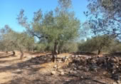 Terreny no urbanitzable en venda a la España, Rasquera, ref.: TR179506 foto