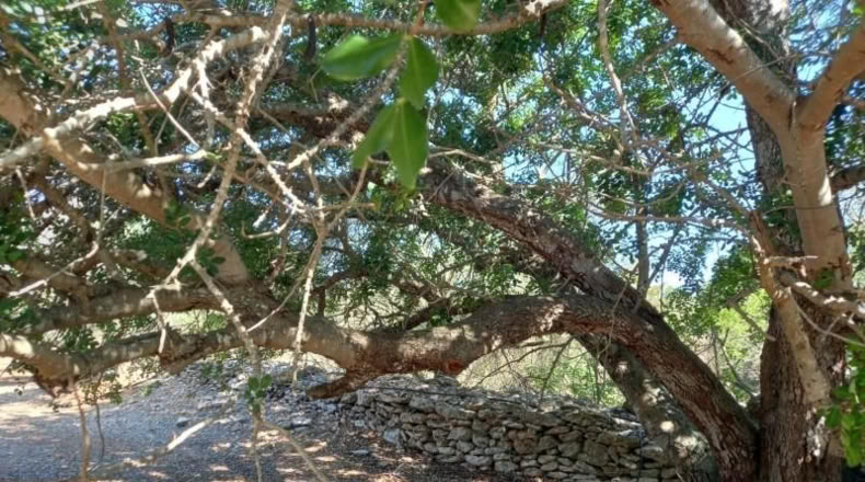 Tarragona - Rasquera - 2340m2