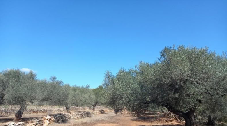 Tarragona - Rasquera - 2340m2